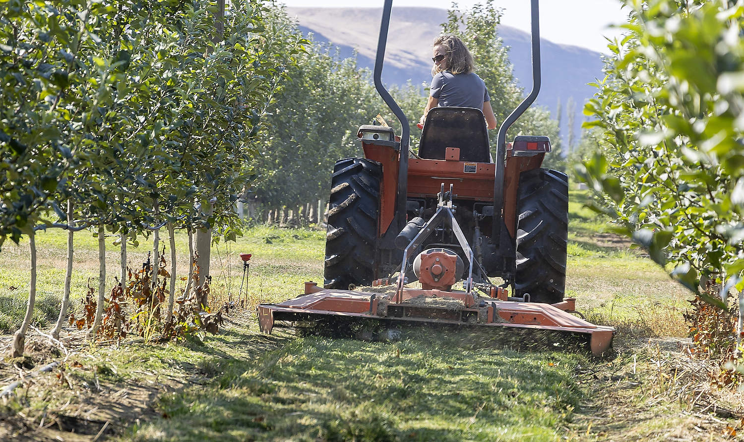En agosto de 2024, en la huerta del LTARE, Tianna DuPont de la Extensión de la WSU, muestra la técnica de “cortar y soplar”, una de las diversas prácticas diseñadas para aumentar el carbono del suelo. (Kate Prengaman/Good Fruit Grower)