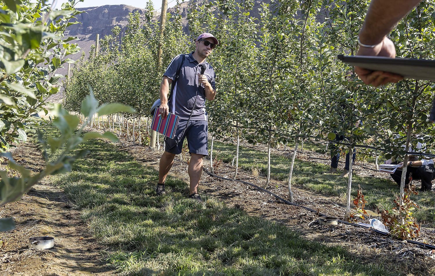 Durante una jornada de campo celebrada en la huerta Sunrise en agosto de 2024, el fisiólogo de la WSU, Lee Kalcsits, habló sobre las primeras diferencias observadas entre el tratamiento con cobertura orgánica —a la derecha— y el tratamiento estándar. (Kate Prengaman/Good Fruit Grower)