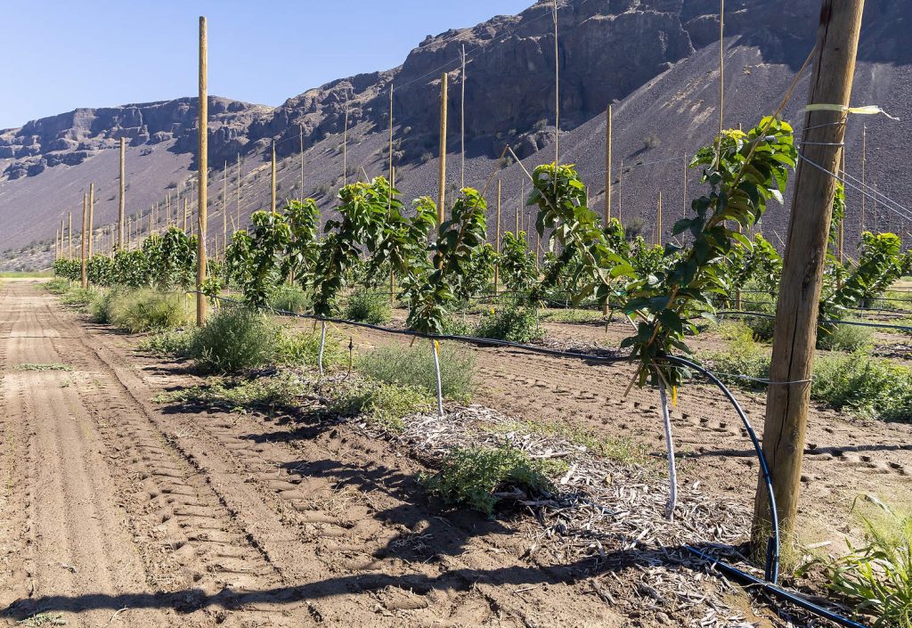 En 2025, la Iniciativa para la Salud del Suelo de Washington (Washington Soil Health Initiative) también financió la plantación de una parcela de cerezos Skeena en la huerta Sunrise, que recibirá los mismos tratamientos de cobertura orgánica y alto contenido de carbono como la parcela de manzanos Honeycrisp. (Kate Prengaman/Good Fruit Grower)