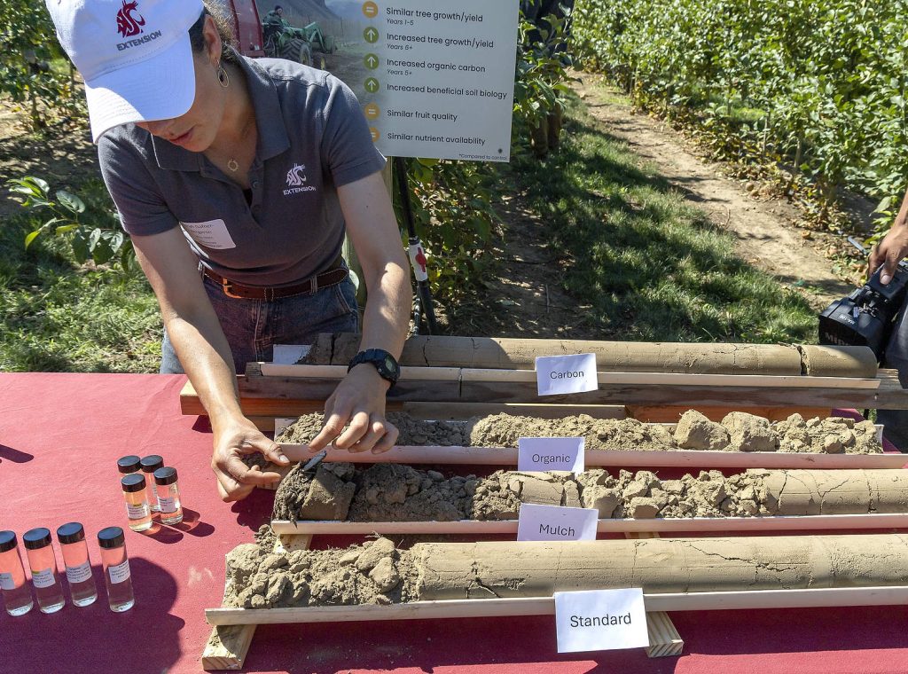 Durante una jornada de campo celebrada en 2025 en la huerta experimental Sunrise, Sarah Gafner-Bergeron, investigadora en salud del suelo de la WSU, muestra cómo el tratamiento con cobertura orgánica altera la estructura de la capa superior del suelo en comparación con las muestras extraídas de otros tratamientos. (Kate Prengaman/Good Fruit Grower)