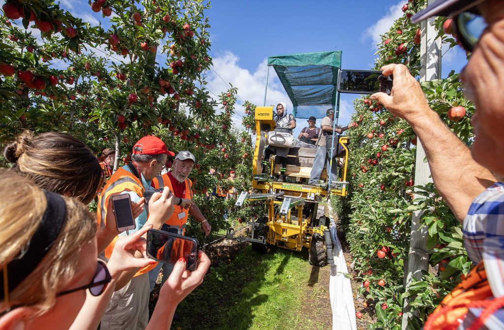 En febrero de 2018, algunos miembros de la IFTA grabaron en vídeo la tecnología de recolección en funcionamiento durante la conferencia de la asociación celebrada en Nueva Zelanda. (TJ Mullinax/Good Fruit Grower)