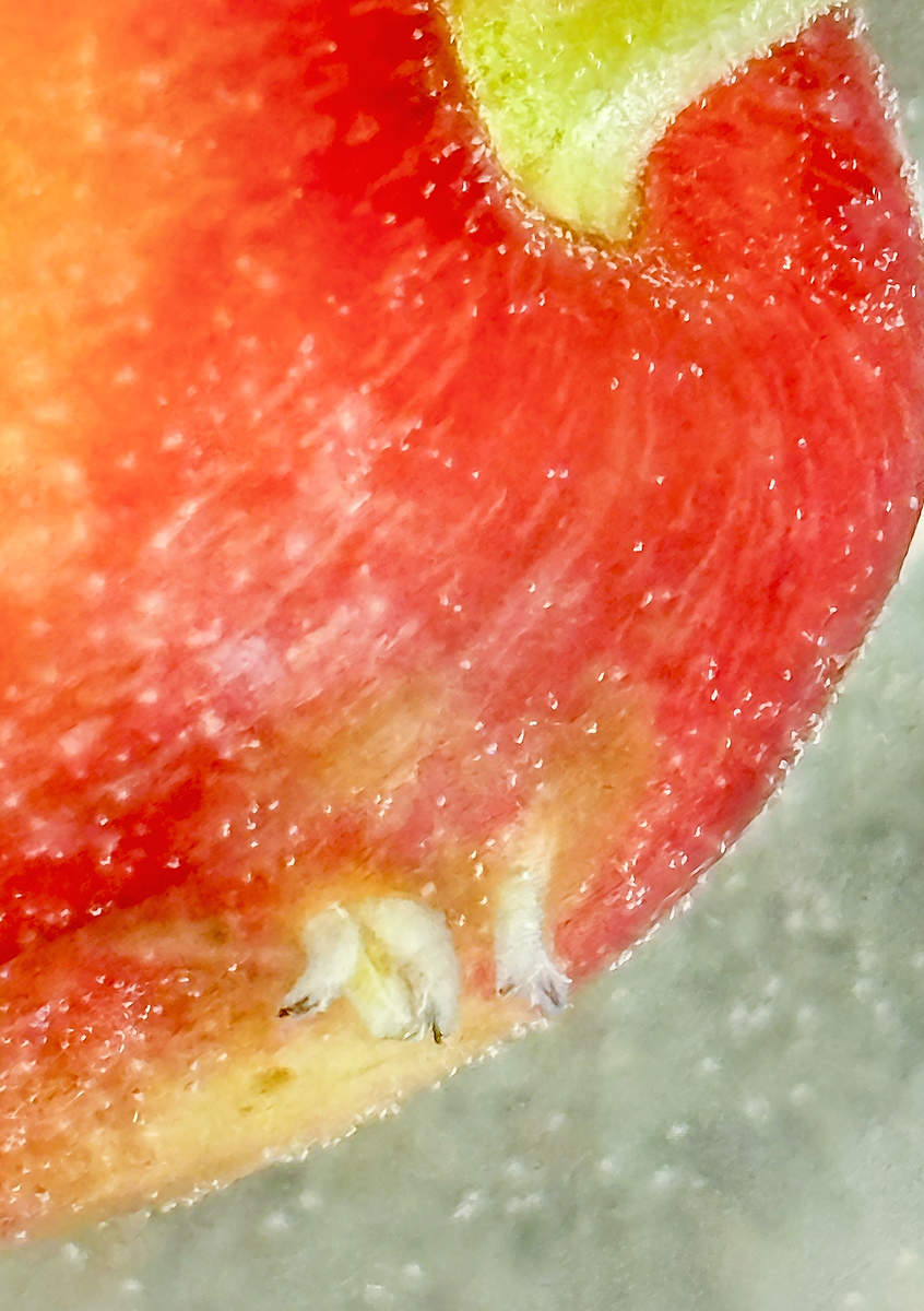 Larva de la Drosófila de alas manchadas (spotted wing Drosophila o SWD) saliendo de una cereza. Esta plaga invasora daña el fruto al poner sus huevos en su interior. El seguimiento del desarrollo de las cerezas puede ayudar a predecir cuándo se producirá una infestación. (Nikki Rothwell/Michigan State University)