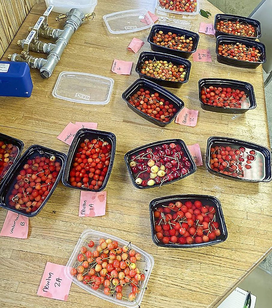 Usando una solución salina para extraer posibles larvas, los productores de Cherry Bay Orchards evalúan si las cerezas presentan infestación de la SWD. El modelo desarrollado por la Universidad Estatal de Míchigan utiliza la acumulación de grados-día para seguir la fenología de la fruta y anticipar cuándo esta plaga invasora podría comenzar a poner sus huevos dentro de las cerezas. (Emma Megill/Cherry Bay Orchards)
