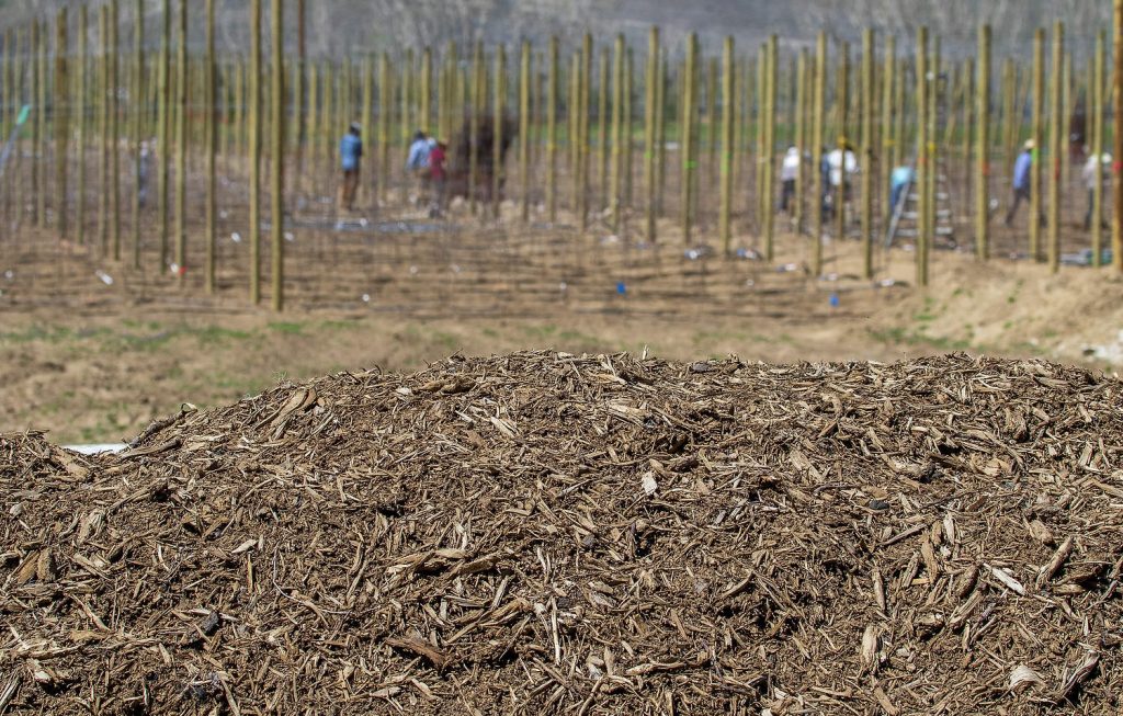 En 2023, un montículo de cobertura del suelo espera a ser esparcido durante la plantación del bloque experimental Honeycrisp LTARE. (TJ Mullinax/Good Fruit Grower)