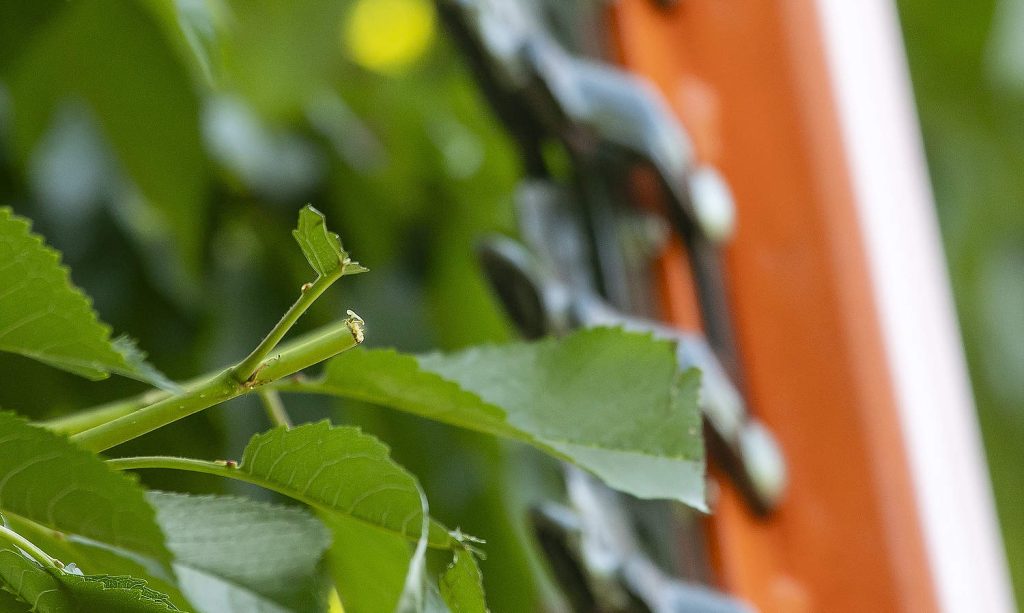 Una rama de cerezo muestra signos de haber sido podada justo antes de la cosecha. (TJ Mullinax/Good Fruit Grower)