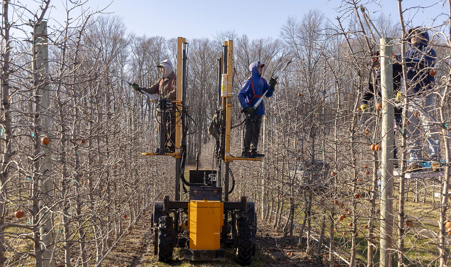 En marzo de 2024, en Joe Rasch Orchards, en Sparta, Míchigan, trabajadores con visa H-2A realizan labores de poda en una huerta de manzanos de alta densidad. Como muchos agricultores de Míchigan, los gerentes de la huerta, Manuel y Katie Vargas, están determinando cuánto pagar a sus trabajadores contratados tras la reducción del salario mínimo del programa. (Matt Milkovich/Good Fruit Grower)