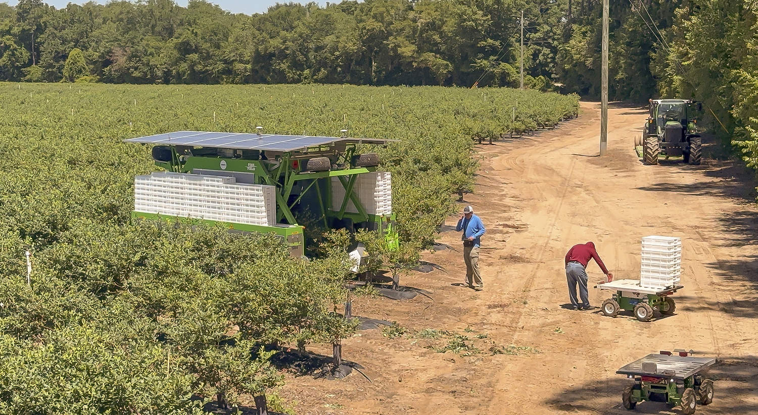 Gigantes amables cosechando arándanos