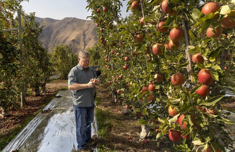 Wally Penhallegon, supervisor de Pine Canyon Growers, afirmó que, a lo largo de sus 35 años de carrera profesional, la tecnología para determinar la madurez de las manzanas no ha cambiado. Aún corta manzanas para evaluarlas y realizar pruebas de almidón, como se observa en esta parcela de Fuji, a una semana de la cosecha en Orondo, Washington, en un día brumoso en octubre pasado. (Kate Prengaman/Good Fruit Grower)