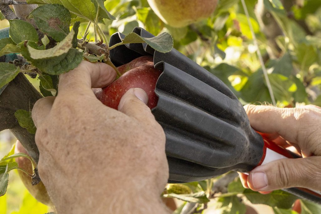 Este dispositivo no destructivo de Rubens Technologies contiene un sensor óptico, similar a los que se utilizan en las líneas de empaque, dentro de una funda de goma negra que bloquea las interferencias lumínicas. Funciona bien para evaluar la fruta al recibirla en el almacén o para tomar muestras de cámara frigorífica durante la temporada de almacenamiento, pero su diseño hace que sea un poco difícil de usar en manzanas que aún están en los árboles, dijo Penhallegon. (Kate Prengaman/Good Fruit Grower)