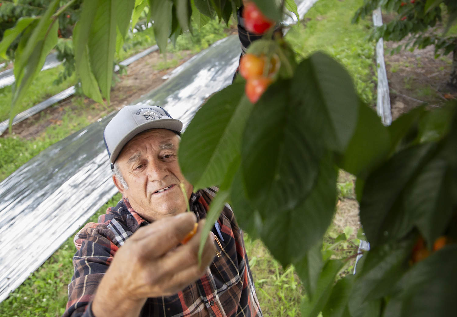 Lupe Muñoz inspeccionó cerezas Rainier a punto de madurar