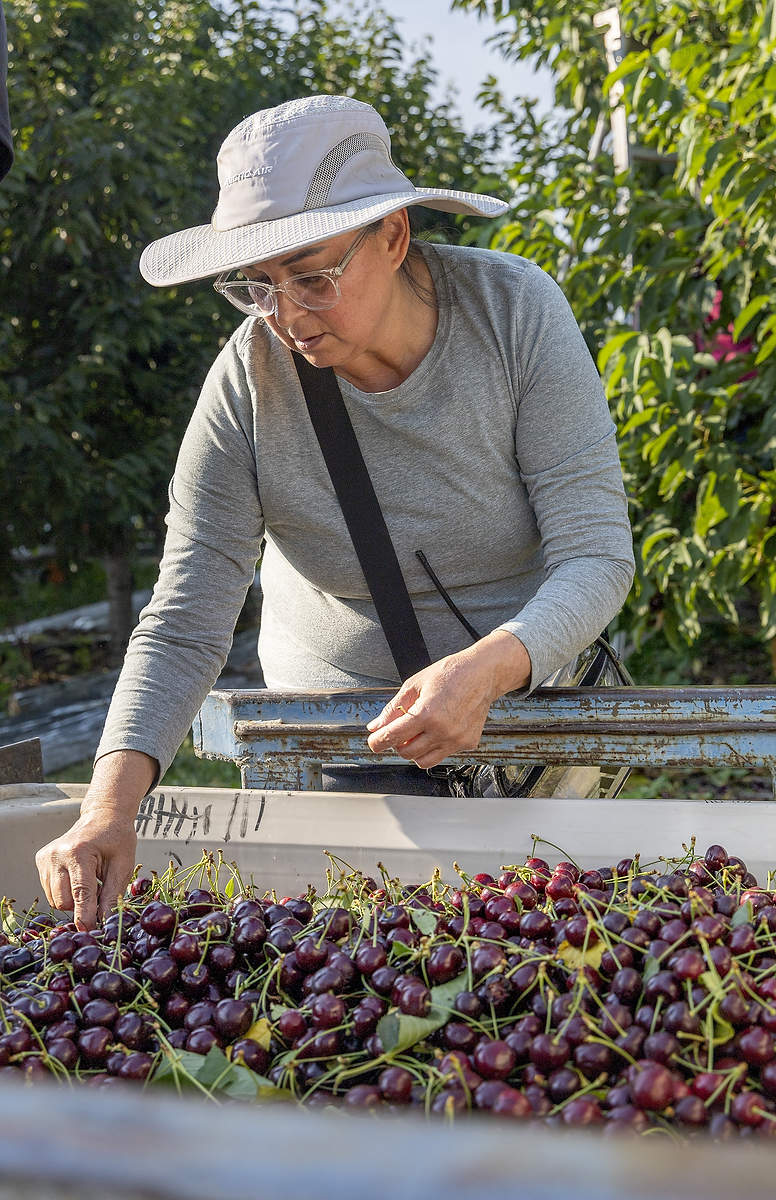 María Banuelos revisa la cosecha de la variedad “Sweetheart” cerezas