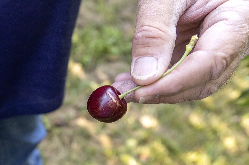 Una cereza agrietada