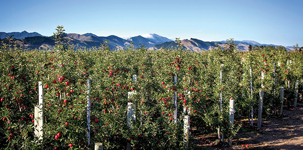 Orchard productivity in New Zealand would have to double. Photo courtesy Jeff Brass/Pipfruit New Zealand