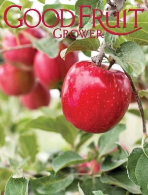 WA 38 apples in Prosser, Washington. Photo by TJ Mullinax/Good Fruit Grower