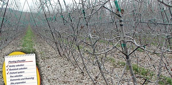 An example of a highly organized V trellis system used by Washington’s Auvil Fruit Company