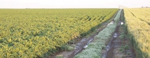 Alyssum is planted in the middle of this road that leads to the irrigation center pivot.