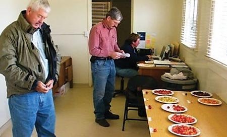 Bob Andersen (left) is evaluating  some 60,000 seedlings created from the breeding work of David Cain (right).