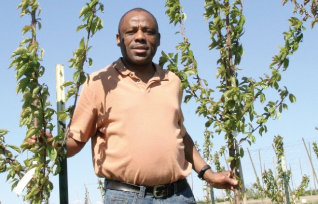 Breeder Nnadozie Oraguzie stands in a Phase 1 block planted in 2011 and 2012. He'll begin collecting fruiting data when the trees are three to four years old. 