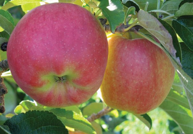 The name Ambrosia reflects the aromatic flavor of the apple.