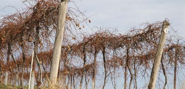 These grapevines await their winter pruning. Mechanically pruning vines that have severe bud damage from cold may be a cost-effective option, says Vincor's Frank Hellwig.