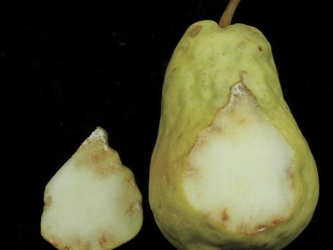 Pears with cork spot have bumpy surfaces and brown corky lesions in the flesh.
