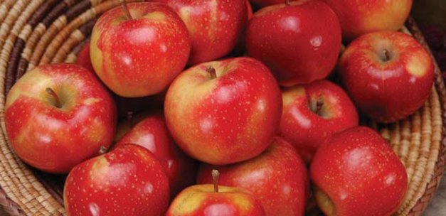 About 130 Washington growers are evaluating WSU's first apple, WA 2, in their orchards.