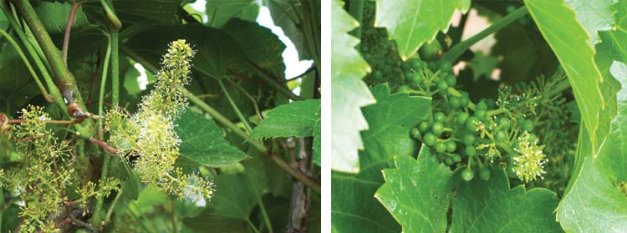 Left: With a bloom time of only one or two days, this Chardonnay cluster in New York shows even development. Right: With a bloom time of only one or two days, this Chardonnay cluster in New York shows even development.