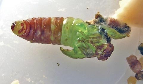 An Esteem-intoxicated obliquebanded leafroller larva showing deformities to its external body structures.