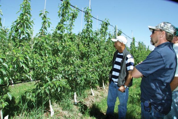 Ray Fuller (right) and Andrew Del Rosario discuss a twin-leader block that Fuller planted in 2008. The trees were whips, which he headed back at planting so he could develop two leaders as the trees grew. The trees are Minneiska (trade name SweeTango) on Geneva 11 rootstocks.