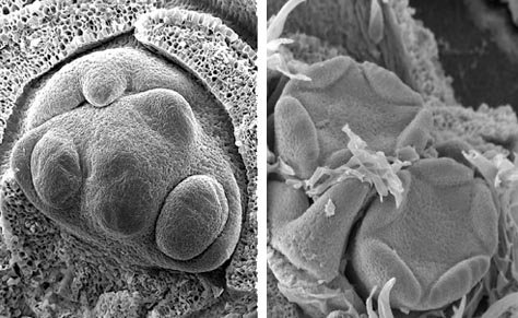 A scanning electron microscopy photo taken on July 31, 2006, shows that Bing (left) was further advanced than the Chelan variety (right).