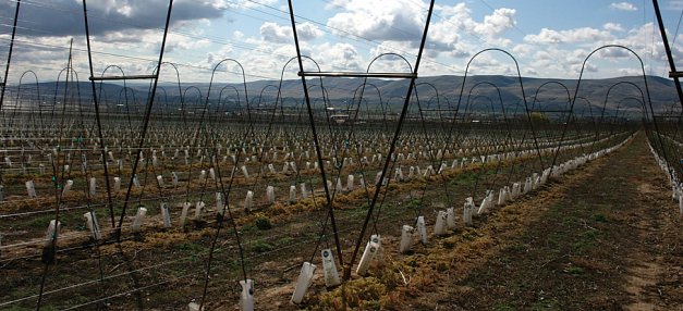 A new apple orchard planted to a V trellis uses greenhouse technology to support the Vs.