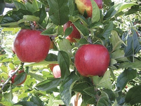 Envy in test plantings - Good Fruit Grower