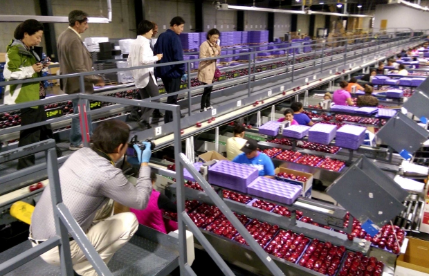 Agriculture officials from China visit an apple packing line in Yakima, Washington on September 16, 2014. The officials met with Northwest growers and packers regarding export protocol compliance.(Courtesy Bob Bishop, USDA Trade Specialist)