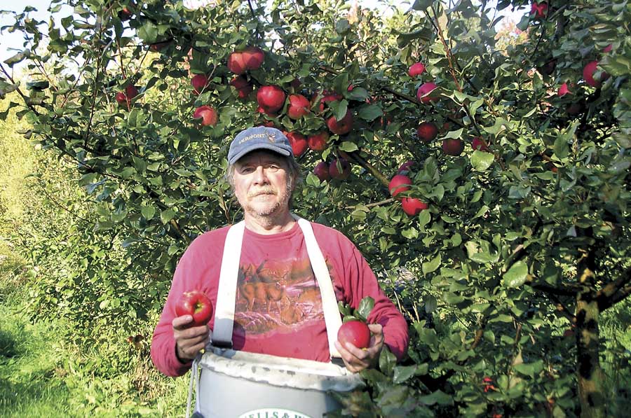 Bill Mayo, shown here harvesting one of his 300 Honeycrisp trees, discovered the Franklin Cider Apple at the edge of his orchard in northern Vermont.<b>(Courtesy Bill Mayo)</b>