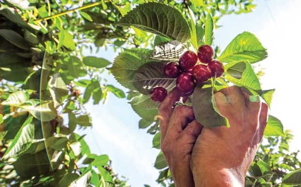 Gonzalo Villareal harvests SweetHeart cherries in Selah, Washington on July 16, 2015. <b>(TJ Mullinax/Good Fruit Grower)</b>