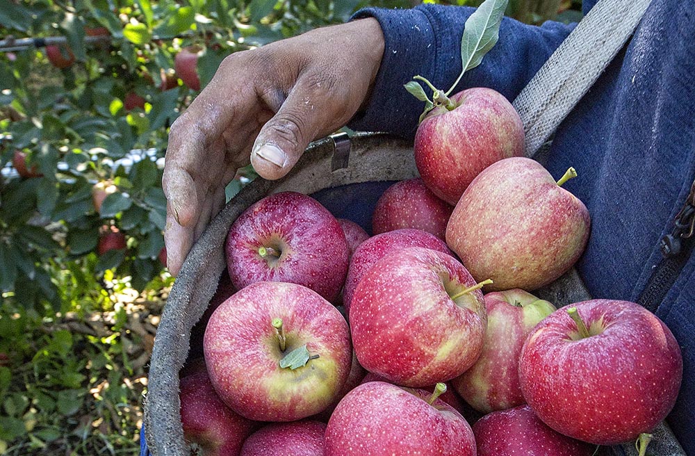 Several growers in the Wapato, Washington, area are beginning to harvest their Buckeye Gala apples on August 25, 2017. <b>(TJ Mullinax/Good Fruit Grower)</b>