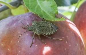The invasive brown marmorated stink bug on an apple