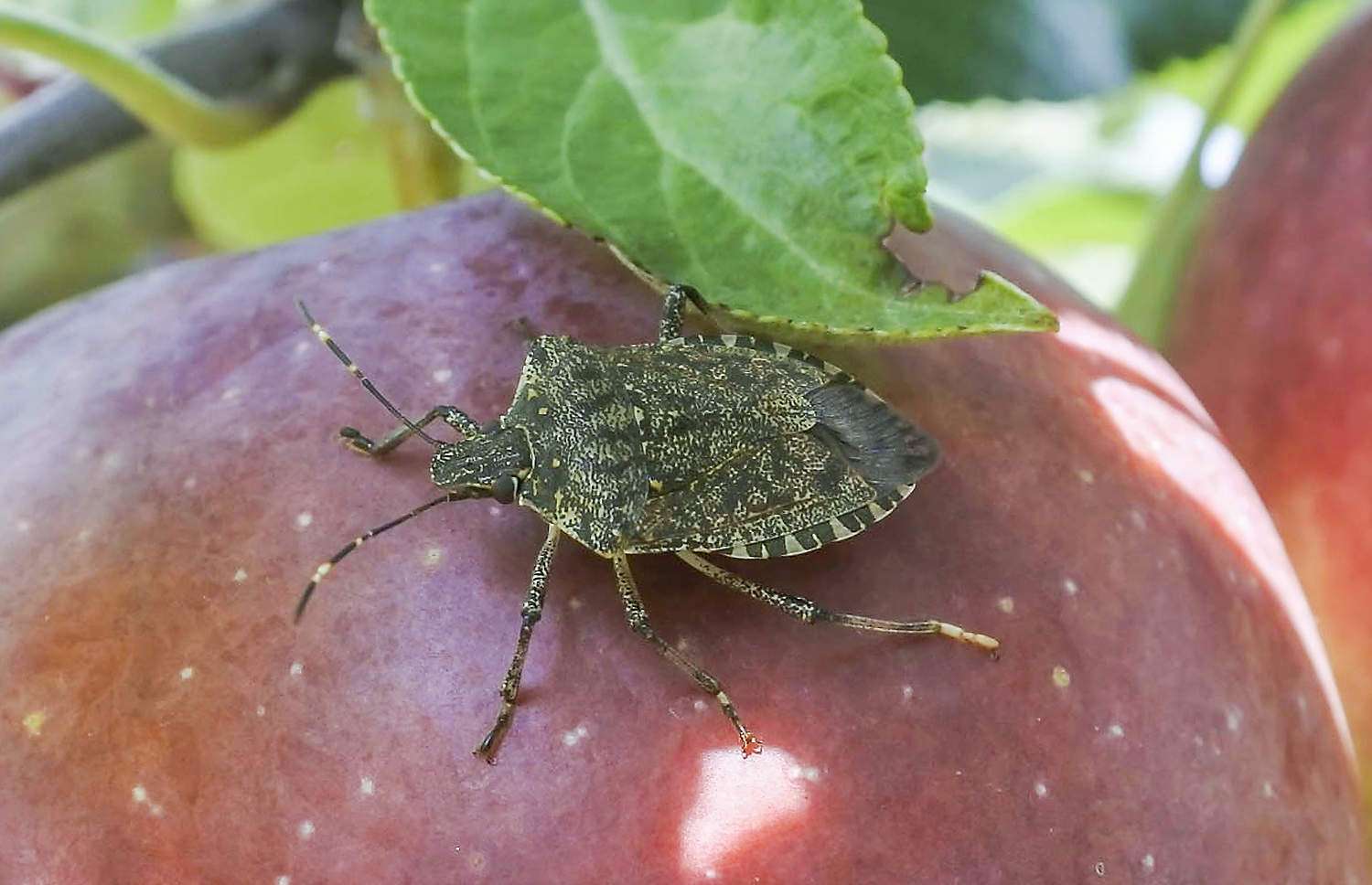 The invasive brown marmorated stink bug on an apple