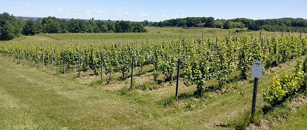 Brys Estate Vineyard and Winery grows 45 acres of wine grapes, mostly Vitis vinifera varieties. Agrivine provides crucial vineyard management services, said winemaker Coenraad Stassen. (Matt Milkovich/Good Fruit Grower)