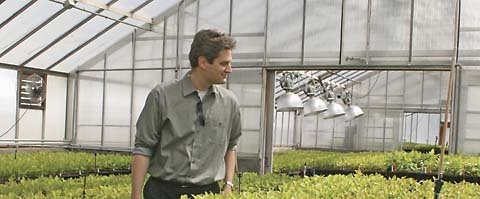Cameron Peace, geneticist with WSU, checks seedlings 