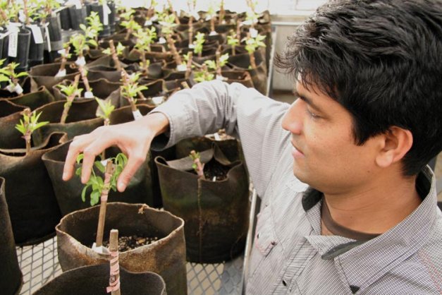 James Susaimuthu inspects plant material in the Fruit Tree Clean Plant Center's greenhouse.