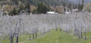 The Nicholsons opened their fruit stand in 1992. Dennis recalls selling his family’s apples on Highway 97 when he was a child, earning money for his first transistor radio.