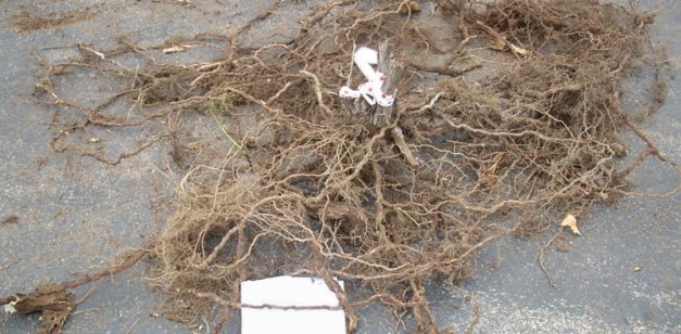 This excavated root system is from a 40-year-old Concord own-rooted vine.   