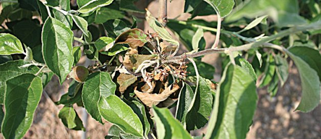 Dead terminal shoots on apple trees caused by infection by fireblight bacteria.