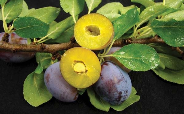 Soft fruit breeder Ralph Scorza and colleagues developed this pitless plum.
