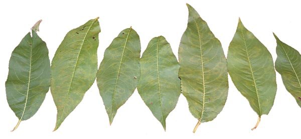 Symptoms of plum pox virus include chlorotic (yellow) rings on the leaf surface or chlorotic blotches  and vein clearing.