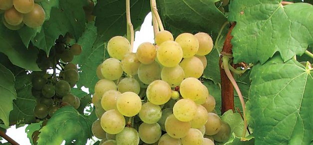 Traminette was named and released by Cornell University in 1996 and has been widely planted across the Midwest.