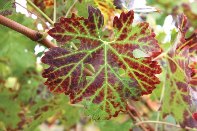 Grapevine leafroll disease is easy to diagnose in red varieties, like this Cabernet Sauvignon vine, but more difficult in white varieties where the only symptom might be downward curling of leaves.