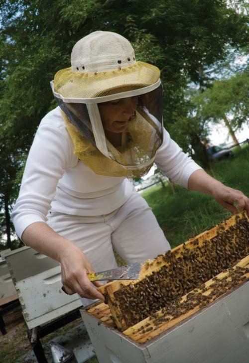 Inspect the bees you receive. A strong hive should have enough adult bees to cover eight to ten frames.
