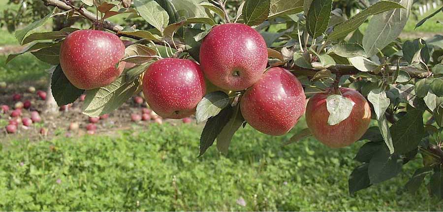 SweeTango® Apples  Apple, Apple information, Berries recipes